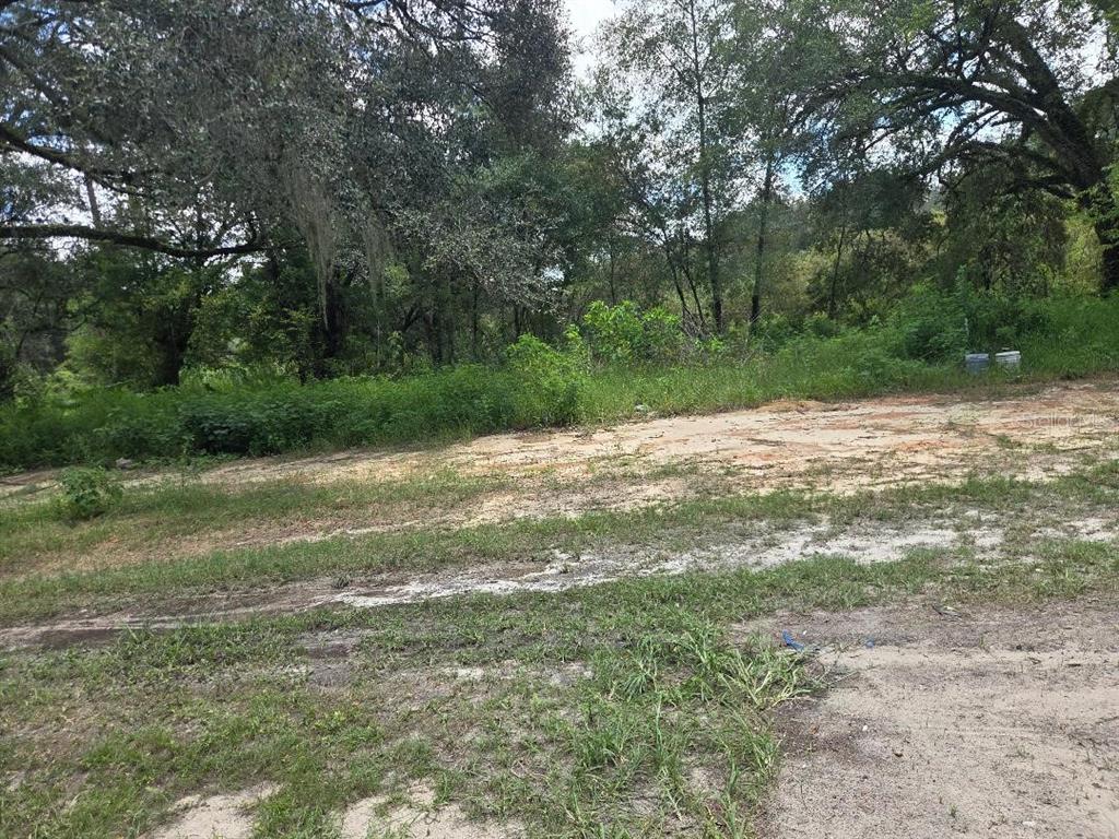A dirt lot with sparse grass and trees in the background — 39249 LIZABETH CIRCLE, ZEPHYRHILLS, FL