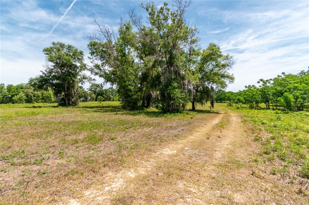 A dirt path leads through a grassy field toward a cluster of large oak trees — 0 ROLLING ACRES ROAD, LADY LAKE, FL