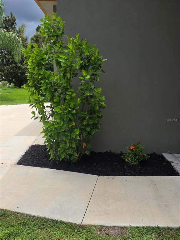 A tall green shrub and a small flowering plant sit in a mulch bed outdoors — 5223 BALMOR TERRACE, NORTH PORT, FL