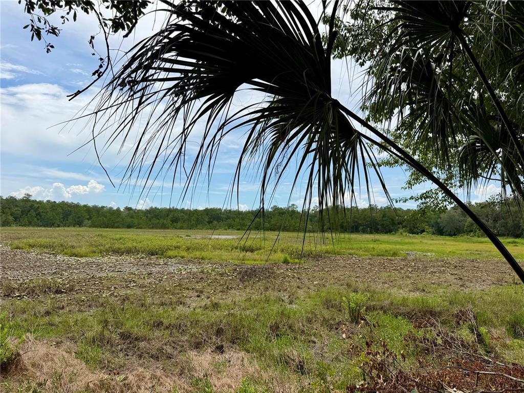 A view of a grassy wetland area framed by palm fronds under a cloudy sky — 14120 NE 110TH AVENUE ROAD, FORT MC COY, FL