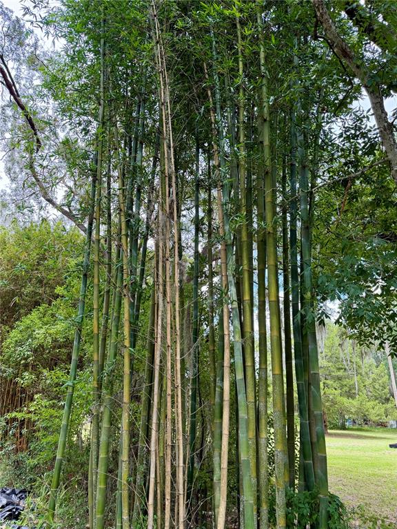 A cluster of tall, green bamboo stalks stands in a grassy outdoor area — 14120 NE 110TH AVENUE ROAD, FORT MC COY, FL