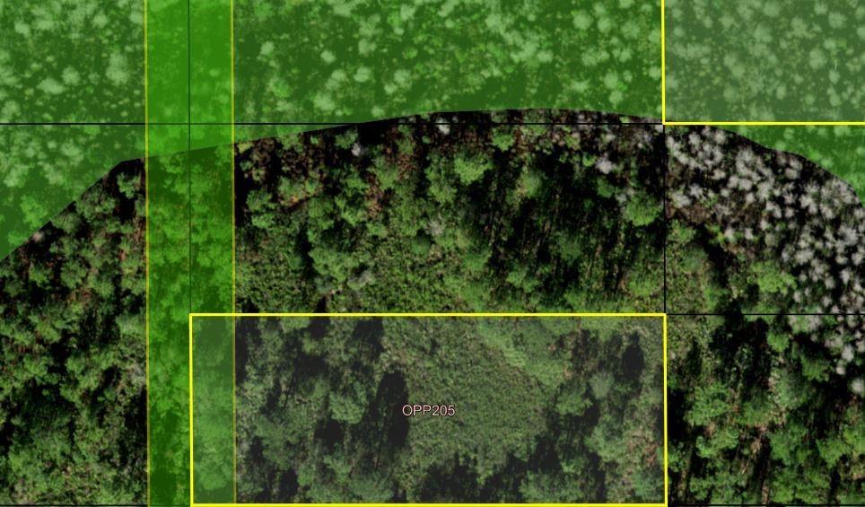 This aerial map shows a wooded plot of land labeled OPP205 with yellow boundary lines — 0 Old Grade Road, FL 33868, FL