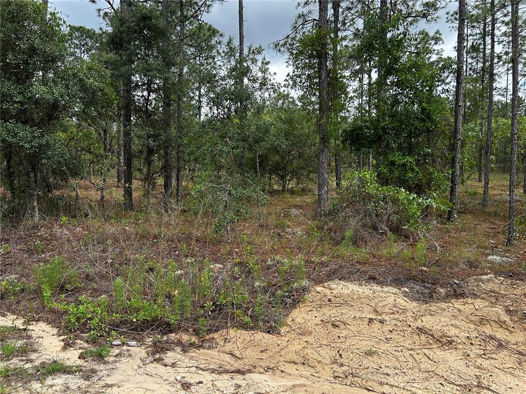 A wooded lot features sandy ground in the foreground and dense pine trees behind — TBD NW FOXGLOVE LANE, DUNNELLON, FL