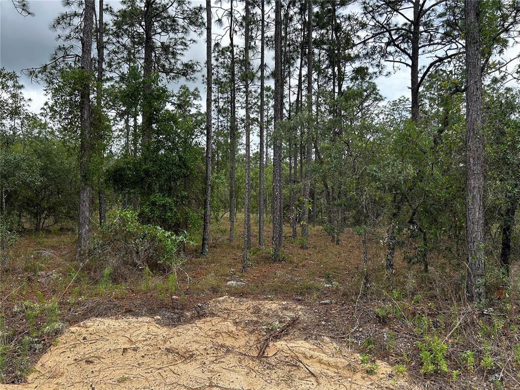 A patch of sandy ground sits in front of a dense, wooded forest area — TBD NW FOXGLOVE LANE, DUNNELLON, FL