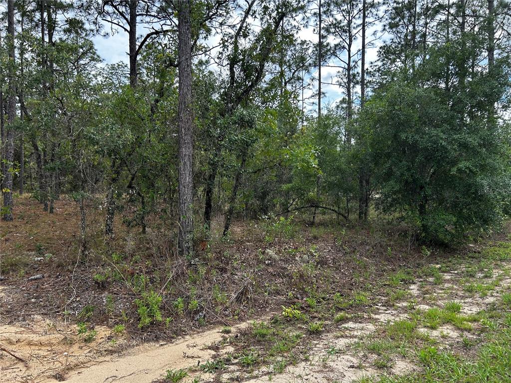 A wooded lot with sandy ground and scattered pine and oak trees — TBD NW FOXGLOVE LANE, DUNNELLON, FL