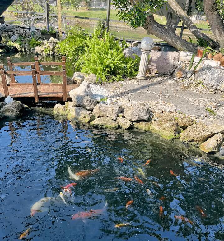 A backyard koi pond features a small wooden bridge, rock landscaping, and numerous swimming fish — 9823 Sun Pointe Drive, Boynton Beach FL 33437, BOYNTON BEACH, FL