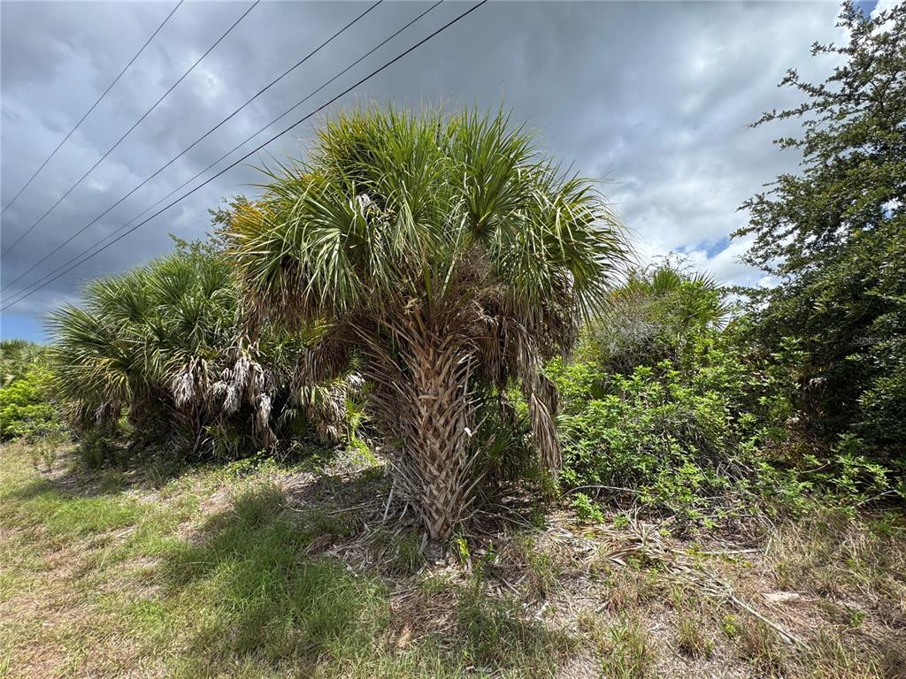 A cabbage palm tree stands in a grassy area with power lines overhead — 13224 KITCHENER AVENUE, PORT CHARLOTTE, FL