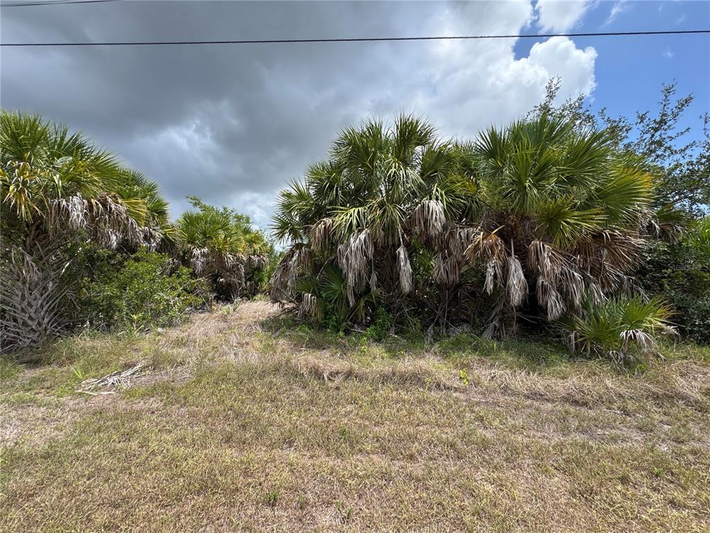 A grassy lot features several large palm trees under a cloudy sky — 13224 KITCHENER AVENUE, PORT CHARLOTTE, FL