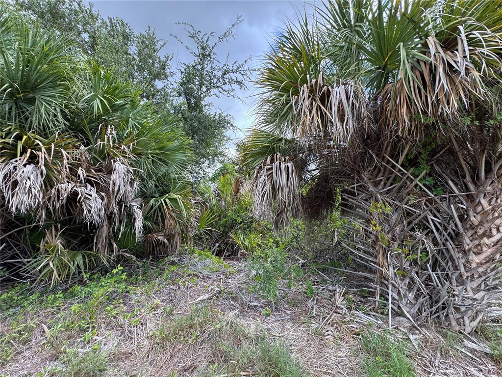 A dense thicket of saw palmetto plants and trees under a cloudy sky — 13224 KITCHENER AVENUE, PORT CHARLOTTE, FL