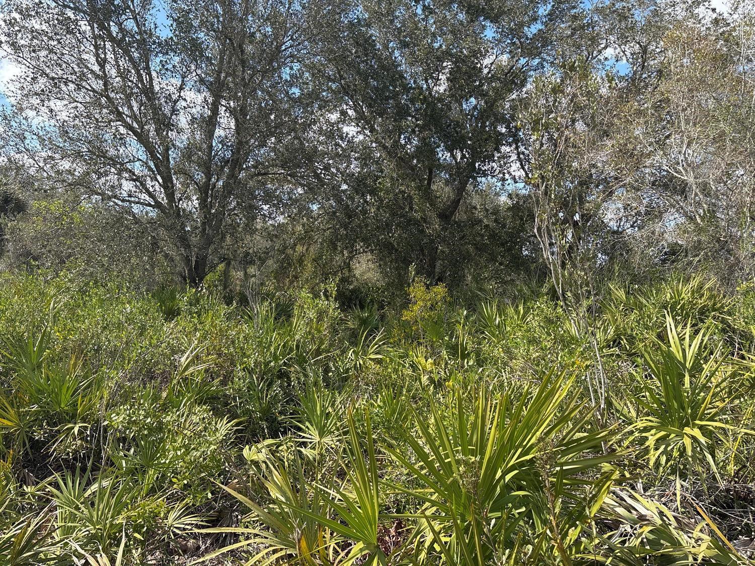 A dense wooded area featuring numerous saw palmetto plants beneath a canopy of large trees — 0 NW 300th Street, Okeechobee FL 34972, OKEECHOBEE, FL
