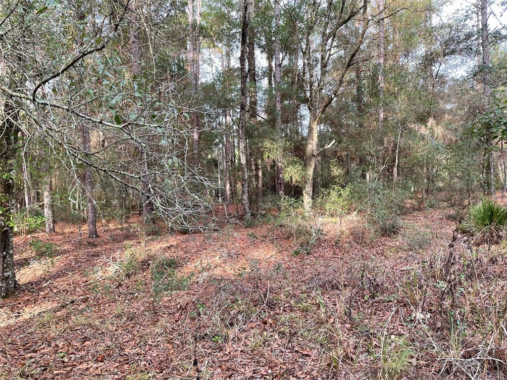 A wooded lot covered in fallen leaves with various trees and low-lying vegetation — LOT 9 SW 152ND AVENUE, OCALA, FL
