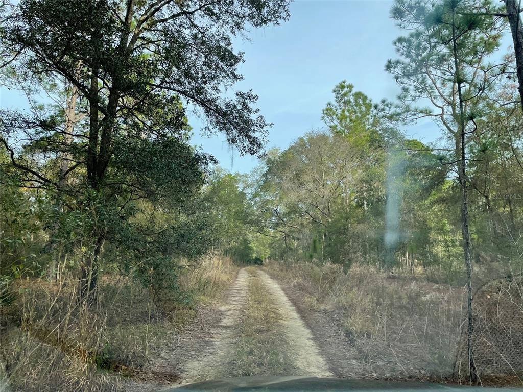 A dirt path leads through a wooded area with tall trees and dry brush — LOT 9 SW 152ND AVENUE, OCALA, FL