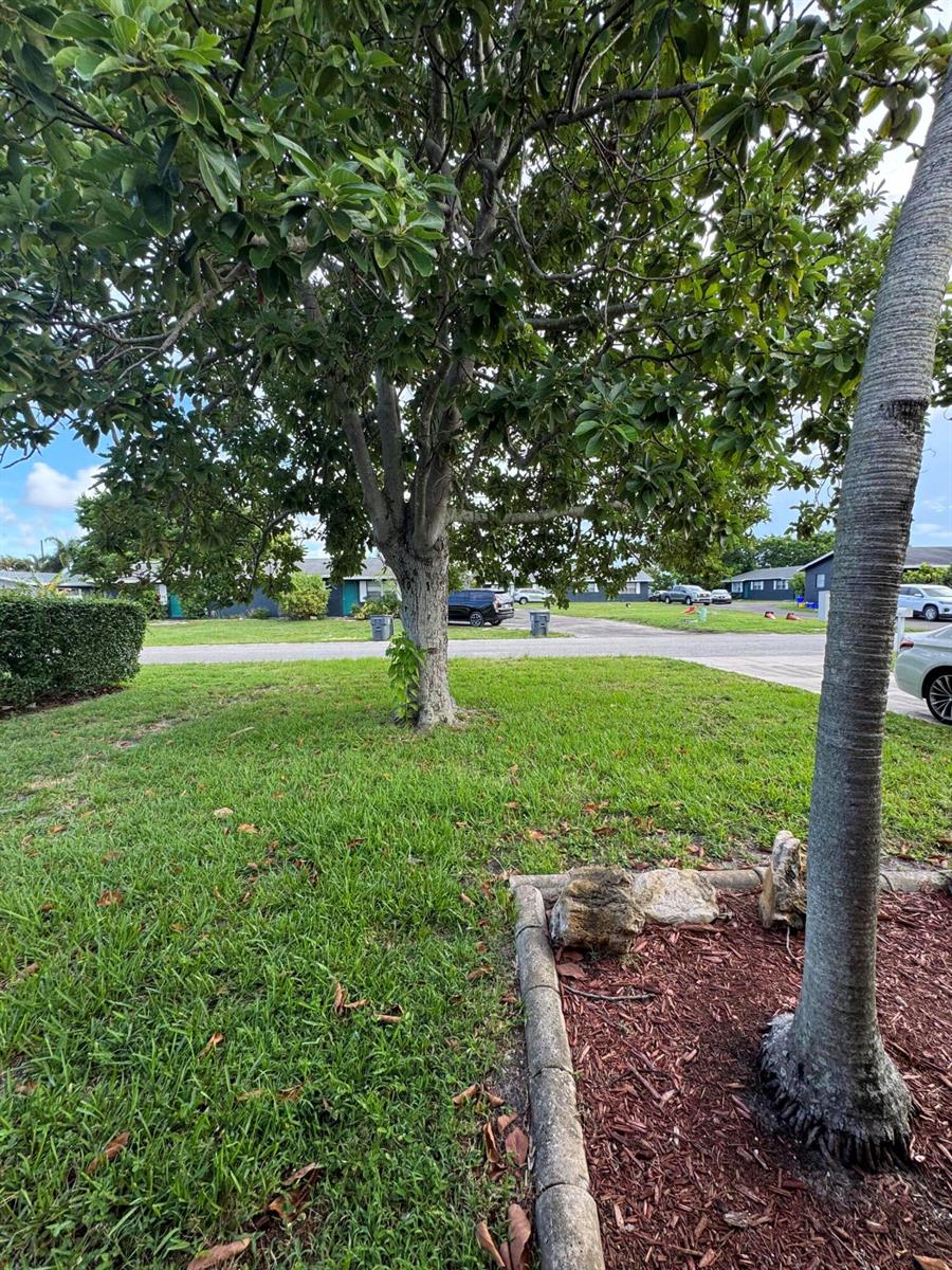 A large tree stands in a grassy front yard with a palm tree in foreground — 4353 Broadway Street, Lake Worth FL 33461, LAKE WORTH, FL