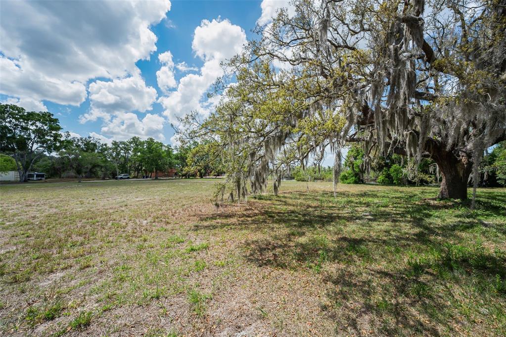 A large, moss-draped oak tree stands on a grassy, open lot under a cloudy sky — FLOTILLA, HOLIDAY, FL