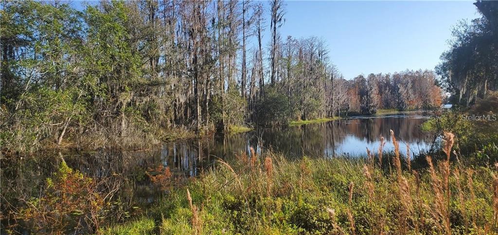 A view of a calm lake surrounded by tall cypress trees and marshy vegetation — 11124 LAKE SHORE DRIVE, LAND O LAKES, FL