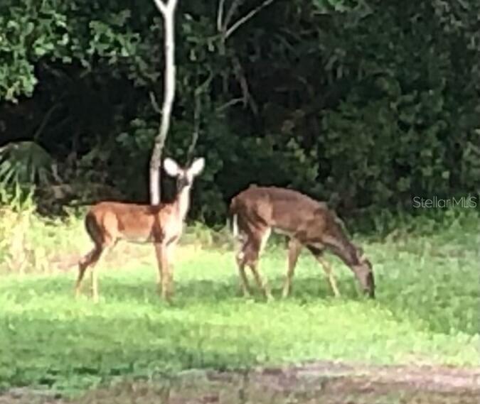 Two deer stand in a grassy area in front of a wooded background — 7149 FITZPATRICK LANE, JACKSONVILLE, FL