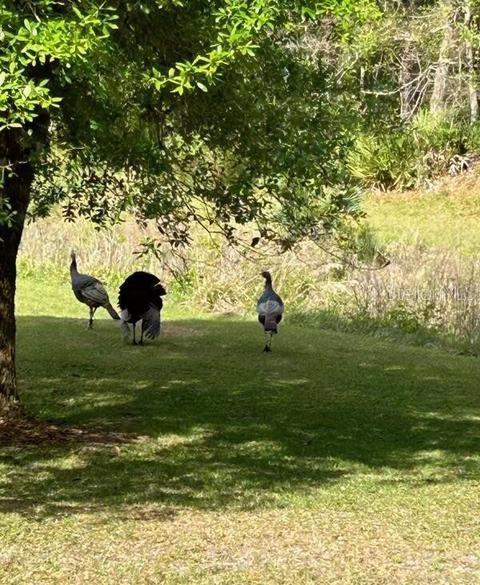 Three wild turkeys walk across a grassy lawn beneath the shade of a tree — 7149 FITZPATRICK LANE, JACKSONVILLE, FL