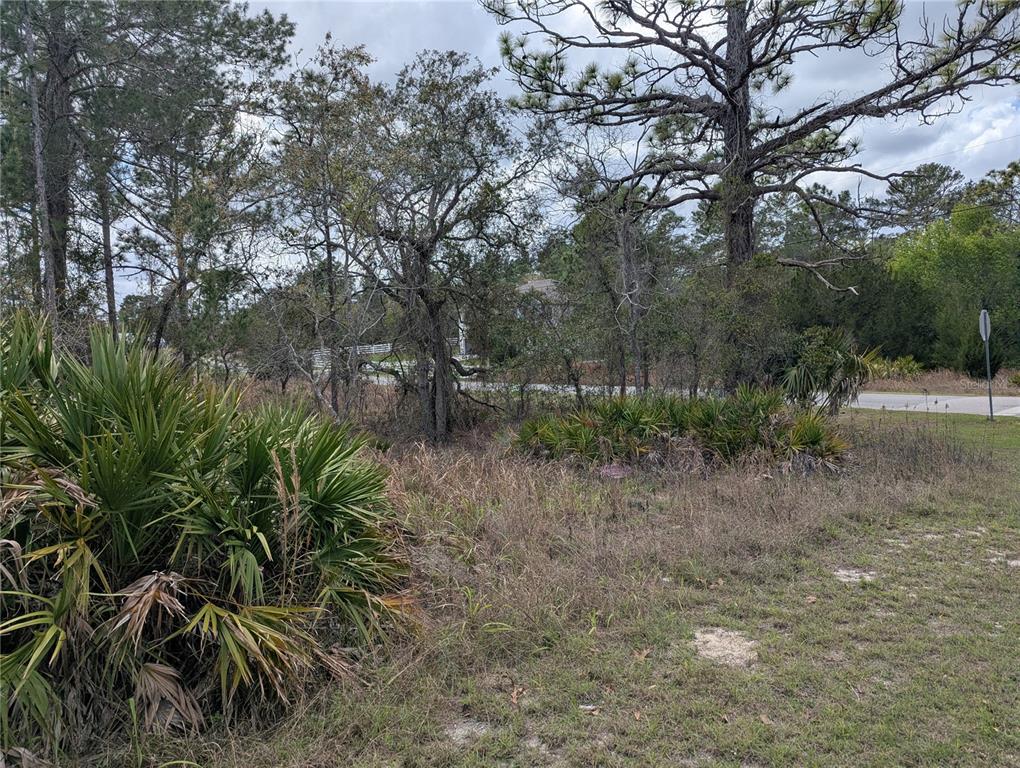 A wooded, undeveloped lot features tall pine trees, palmetto bushes, and dry grass — 0 MAZETTE ROAD, WEEKI WACHEE, FL