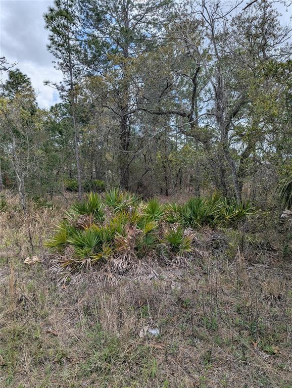 A wooded lot with saw palmetto bushes and tall pine trees under a cloudy sky — 0 MAZETTE ROAD, WEEKI WACHEE, FL