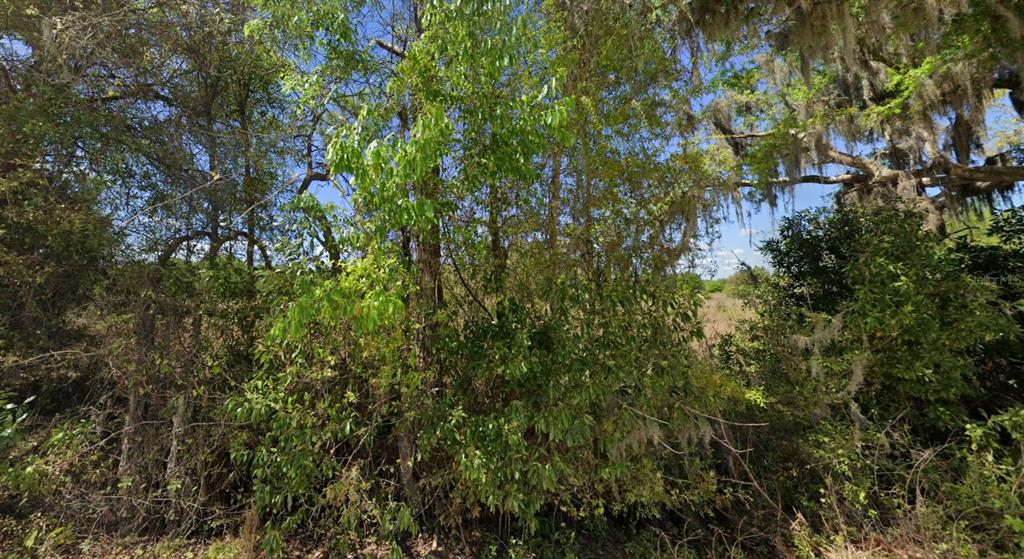 A dense cluster of trees and shrubs with Spanish moss under a clear blue sky — OFF NW CR 138 Lot 71, BRANFORD, FL