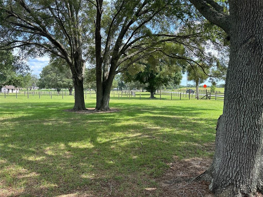 A grassy yard with large mature trees and a wooden fence in the background — 905 NW 80TH AVENUE, OCALA, FL