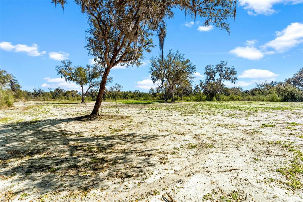 A large, sandy, cleared lot features several mature oak trees under a blue sky — 1428 OXFORD PRESERVE TRAIL, OXFORD, FL