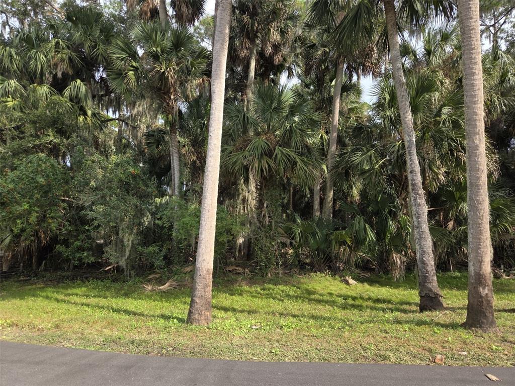 A paved road borders a grassy lot filled with dense palm trees and native vegetation — 447 WARRIOR TRAIL, DELTONA, FL