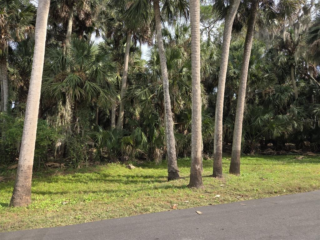 A paved road runs in front of a grassy lot filled with tall palm trees — 447 WARRIOR TRAIL, DELTONA, FL