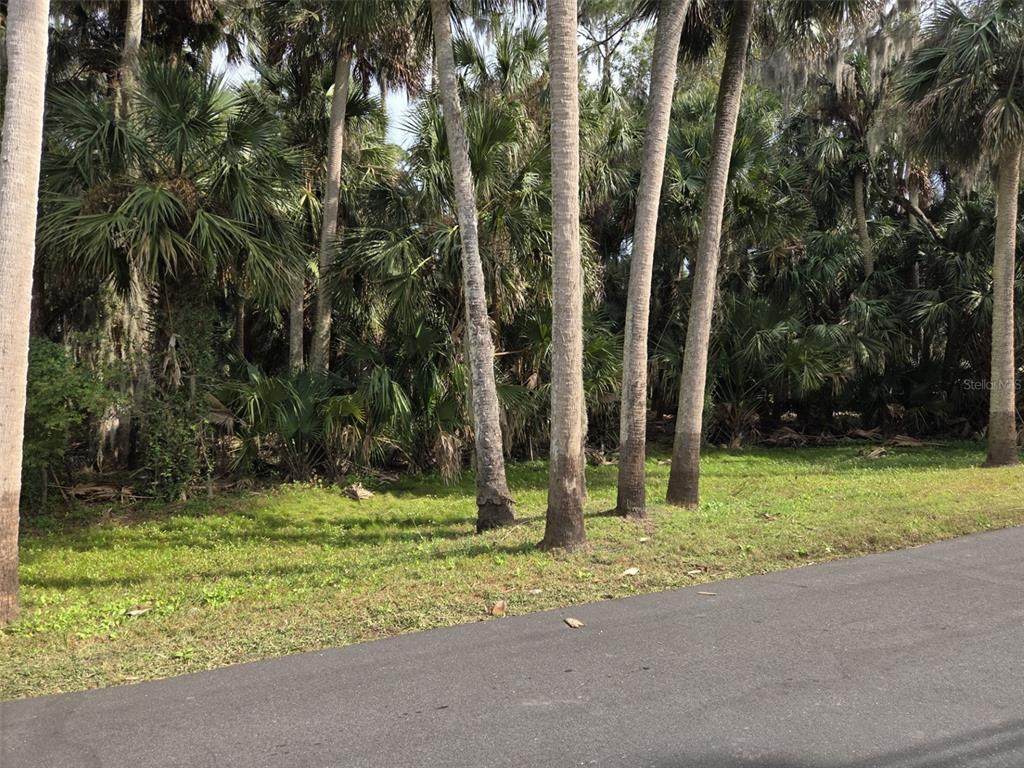 A paved road runs alongside a grassy lot filled with numerous tall palm trees — 447 WARRIOR TRAIL, DELTONA, FL