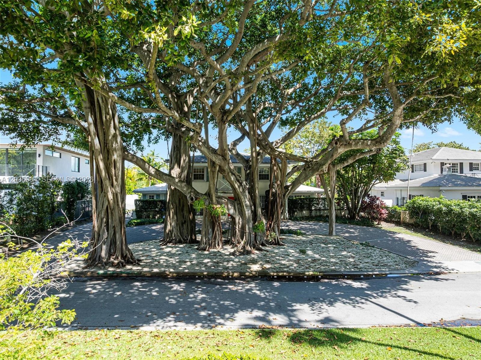 A large banyan tree stands in the center of a circular paved driveway before a house — 655 Buttonwood Ln, Miami FL 33137, MIAMI, FL