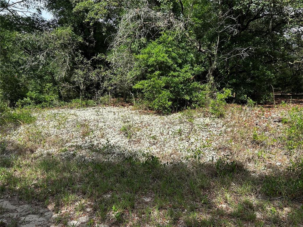 A patch of light-colored lichen grows on the ground in front of a wooded area — TBD UPLANDS AVENUE, DUNNELLON, FL