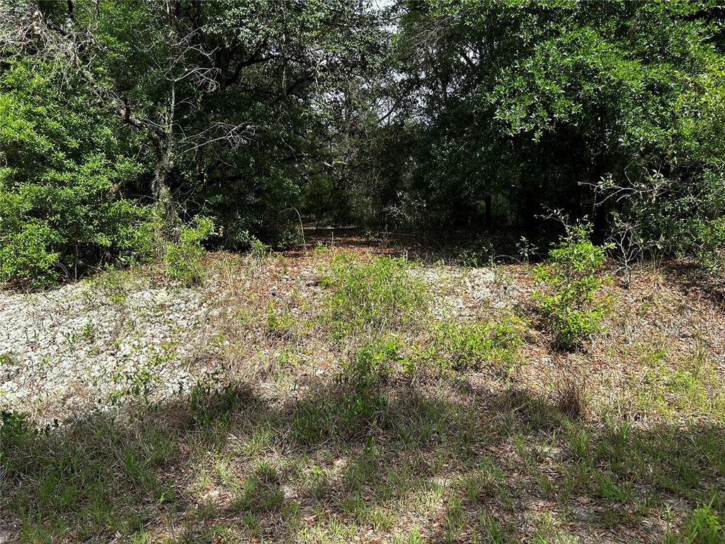 A wooded lot with a patch of rocky ground in the foreground — TBD UPLANDS AVENUE, DUNNELLON, FL