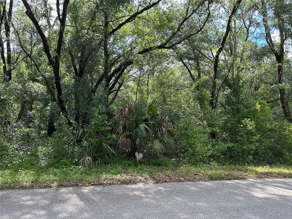 A paved road runs along the front of a densely wooded, undeveloped lot — TBD UPLANDS AVENUE, DUNNELLON, FL