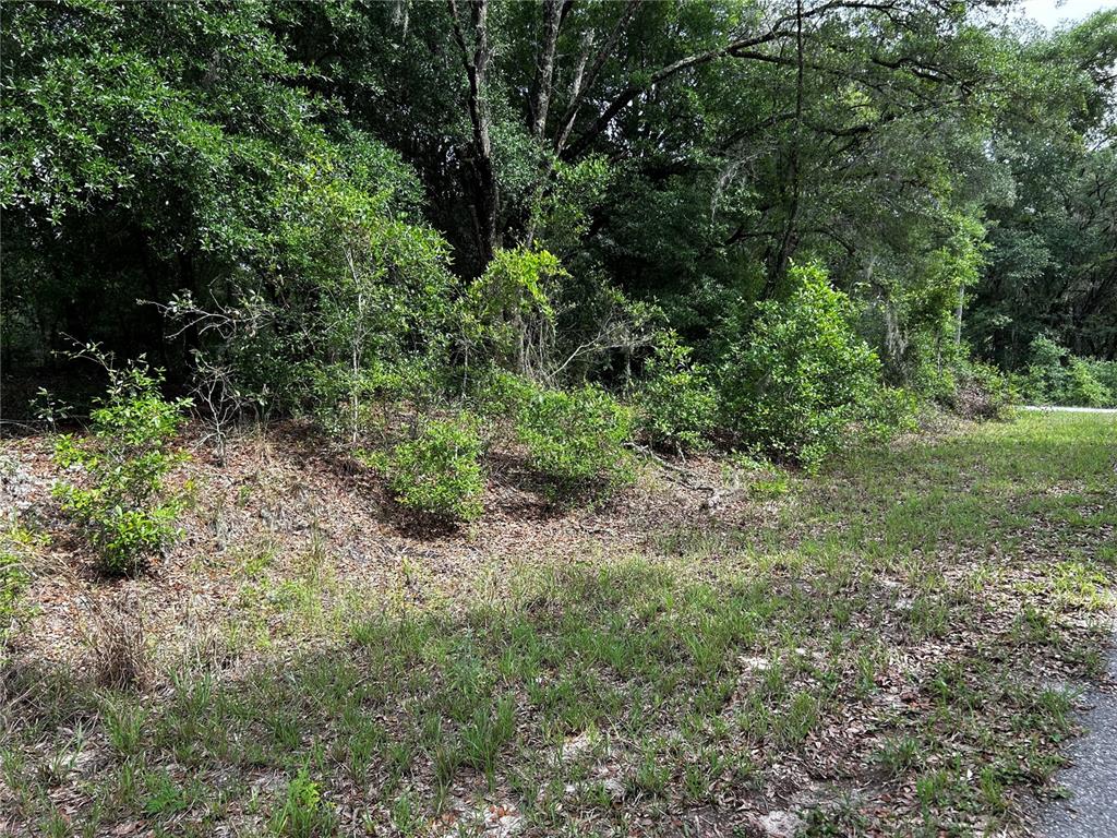 A wooded, undeveloped lot with green trees and shrubs along a grassy roadside — TBD UPLANDS AVENUE, DUNNELLON, FL
