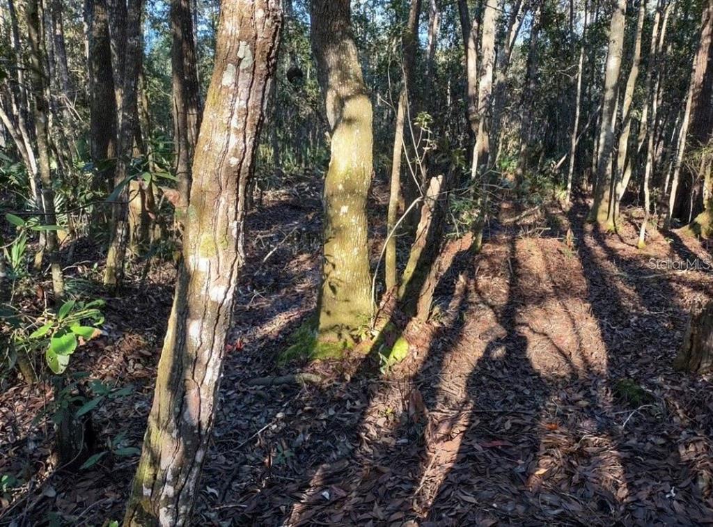 A wooded area with tall trees and a ground covered in fallen brown leaves — 154 JAMES PLACE, PALATKA, FL