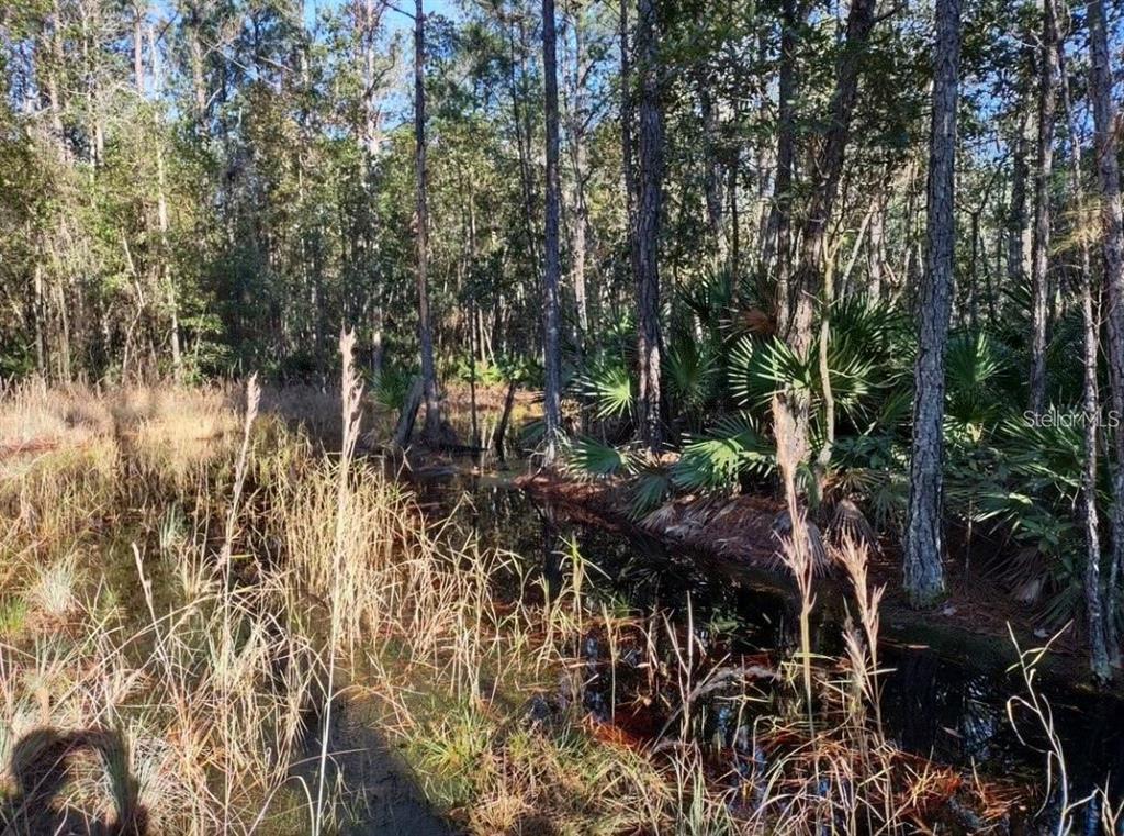 A wooded area with a small, dark pond surrounded by tall grasses and palm trees — 154 JAMES PLACE, PALATKA, FL
