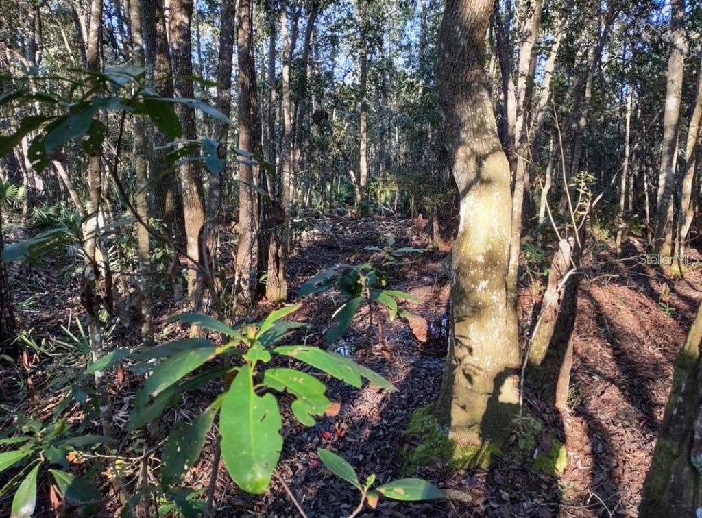 A wooded area with dense trees, undergrowth, and patches of standing water on the ground — 154 JAMES PLACE, PALATKA, FL