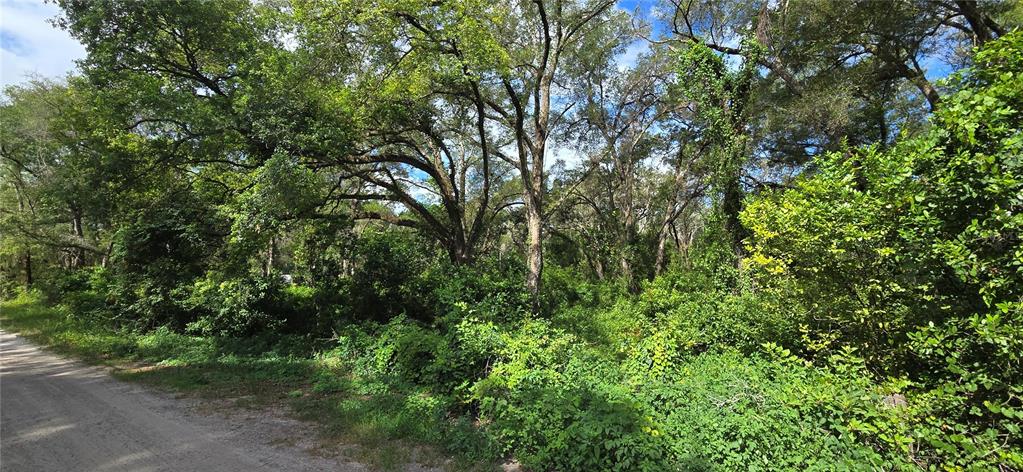 A dirt road runs alongside a dense, wooded lot with many mature trees and shrubs — 15621 DAYBREEZE DRIVE, SPRING HILL, FL