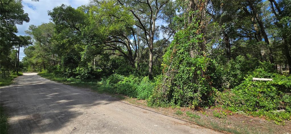 A dirt road runs alongside a wooded lot with dense vegetation and tall trees — 15621 DAYBREEZE DRIVE, SPRING HILL, FL