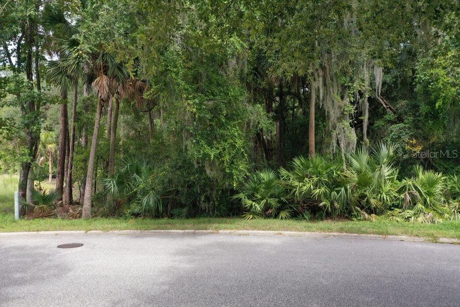 A paved cul-de-sac street borders a dense, wooded lot with various trees and palmettos — 165 WILLOW OAK WAY, PALM COAST, FL