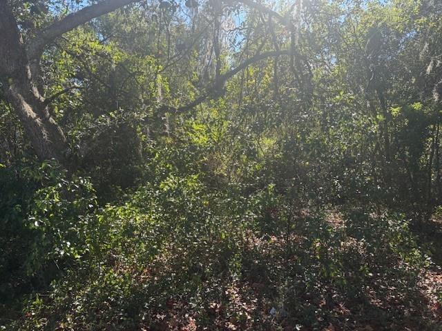A view of a wooded area with dense trees and underbrush on a sunny day — 0 SE 157th Street, FL 32784, FL