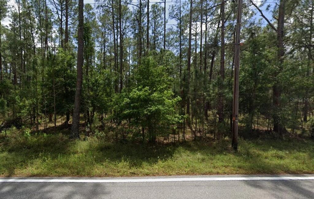 A view of a wooded lot with tall pine trees bordering a paved road — POYNER OAKS ROAD N, POLK CITY, FL