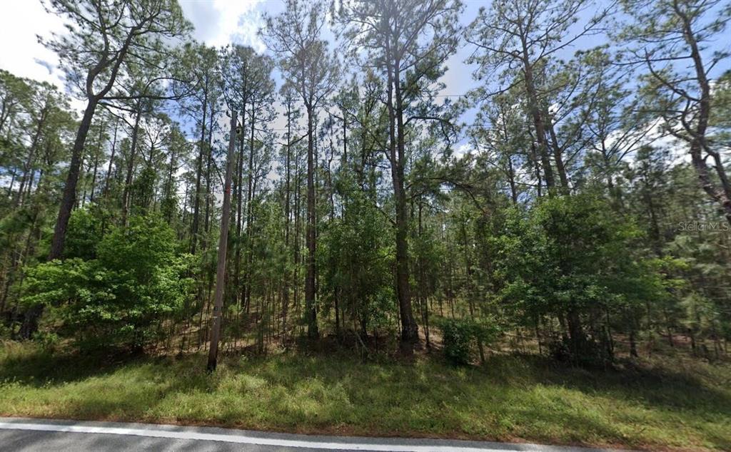 A wooded, undeveloped lot with tall pine trees sits along the edge of a road — POYNER OAKS ROAD N, POLK CITY, FL
