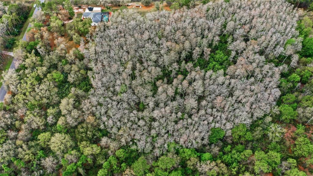 An aerial view shows a large, wooded lot with a house in the upper left corner — QUINLAN STREET, ORLANDO, FL