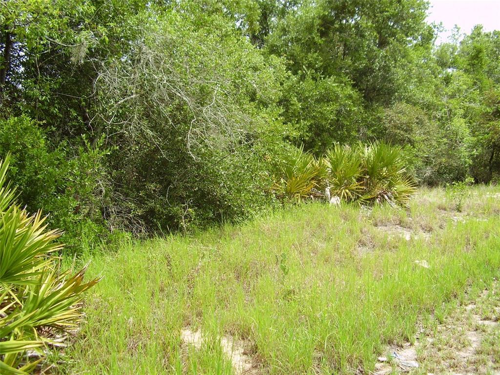A grassy, undeveloped lot features a dense line of trees and small palm plants — 1457 KISSIMMEE WAY, KISSIMMEE, FL