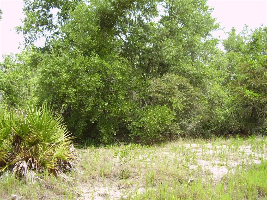 A sandy, grassy lot features a prominent saw palmetto plant in front of dense trees — 1457 KISSIMMEE WAY, KISSIMMEE, FL
