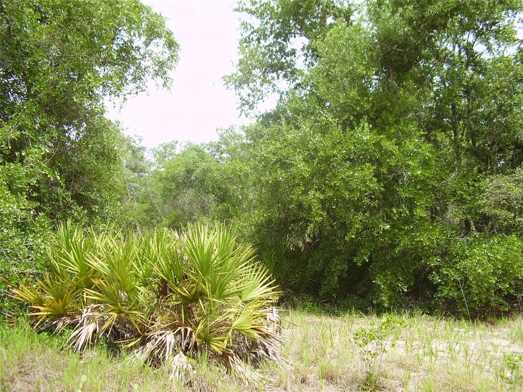 A dense thicket of green trees and palmetto bushes grows along a grassy field — 1457 KISSIMMEE WAY, KISSIMMEE, FL