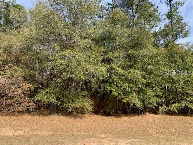 A view of a wooded lot with a grassy foreground under a blue sky — 167 SPARKLEBERRY BOULEVARD, QUINCY, FL