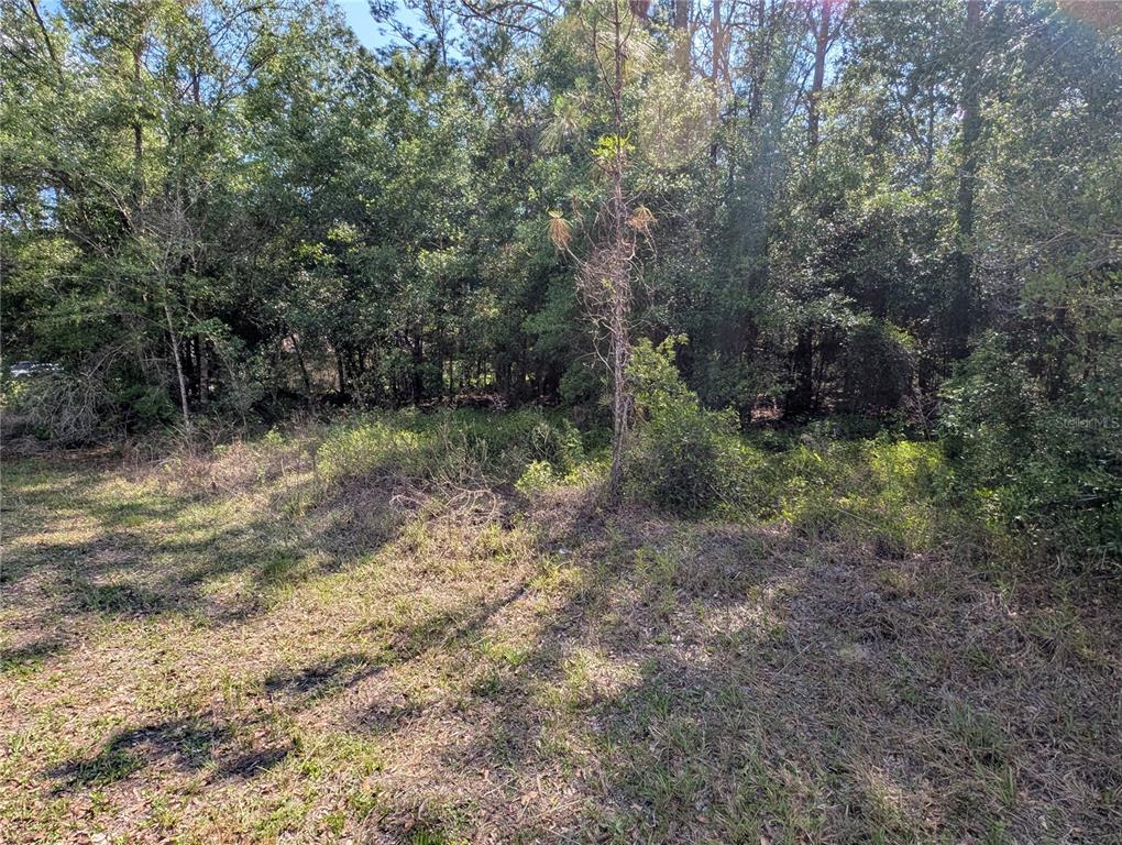 A view of a grassy, partially wooded vacant lot with dense trees in the background — 202ND CT, DUNNELLON, FL