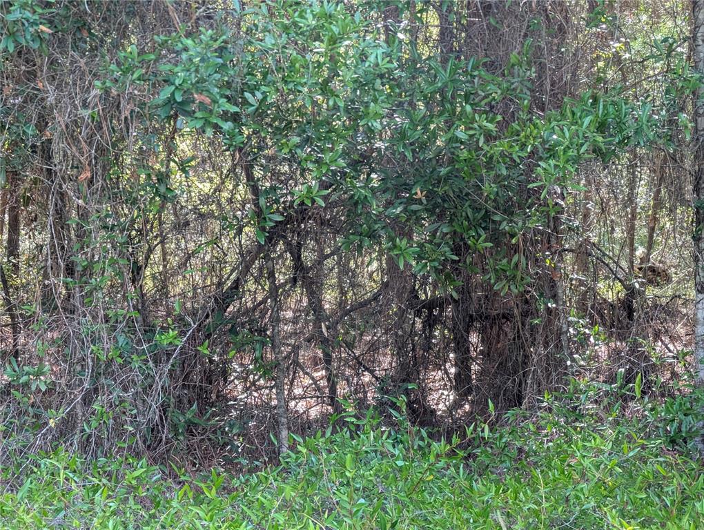 A dense thicket of trees and tangled vines fills the frame in a wooded area — 202ND CT, DUNNELLON, FL